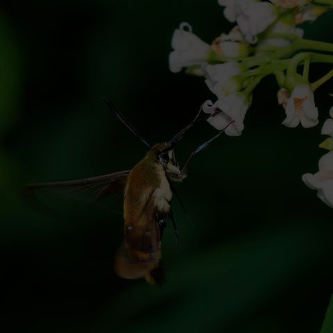 Snowberry Clearwing