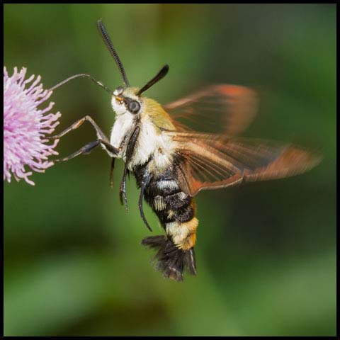 Snowberry Clearwing