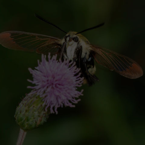 Snowberry Clearwing