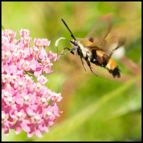Snowberry Clearwing
