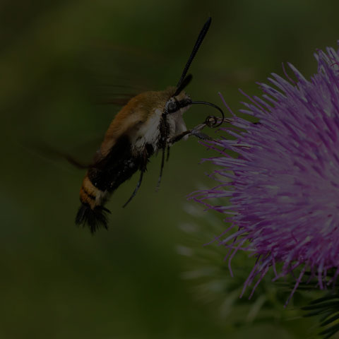Snowberry Clearwing