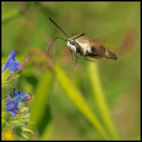 Snowberry Clearwing