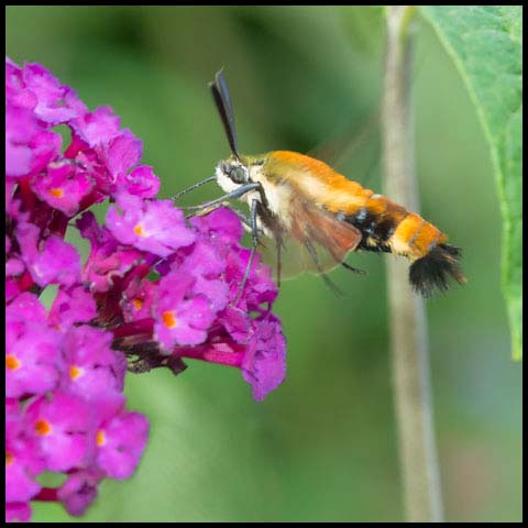 Snowberry Clearwing