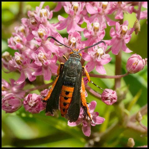Squash Vine Borer Moth