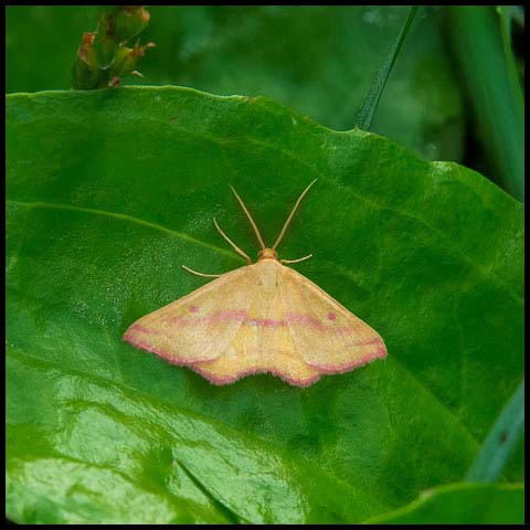 Chickweed Geometer Moth