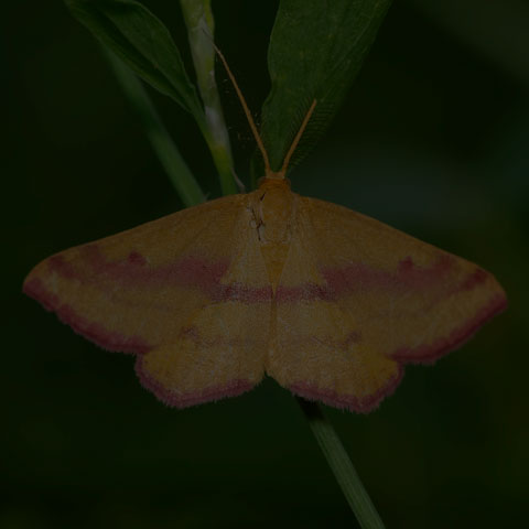 Chickweed Geometer Moth
