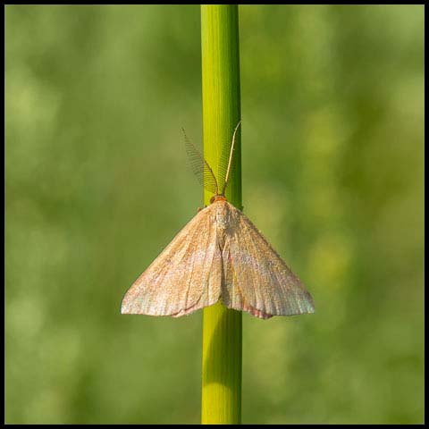 Chickweed Geometer Moth