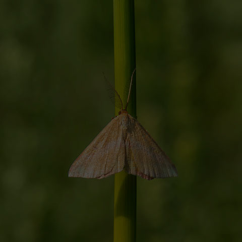 Chickweed Geometer Moth