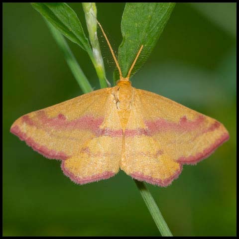 Chickweed Geometer Moth