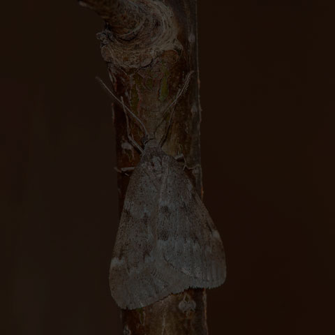 Fall Cankerworm