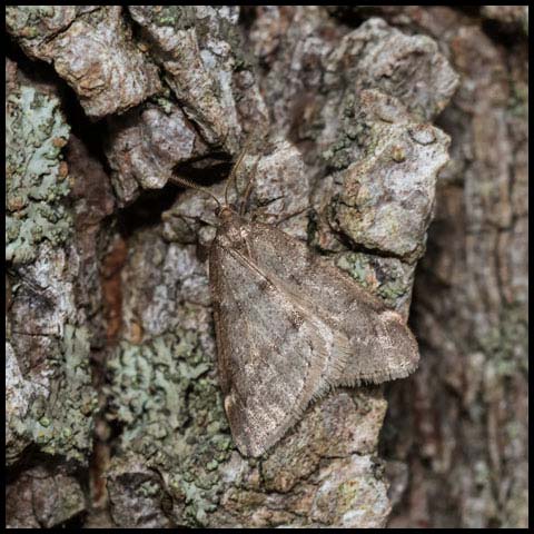 Fall Cankerworm