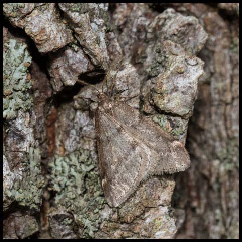 Fall Cankerworm