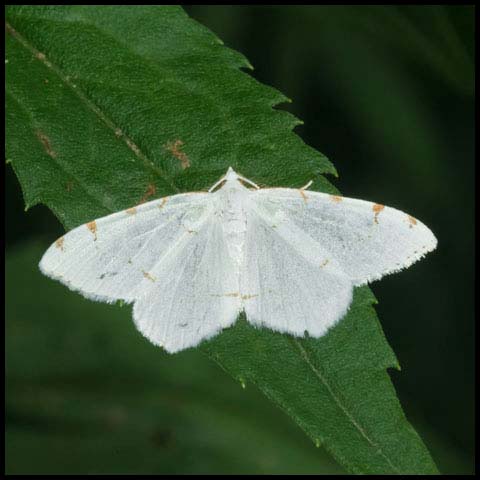 Lesser Maple Spanworm