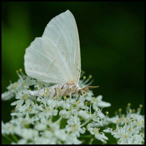 Pale Beauty