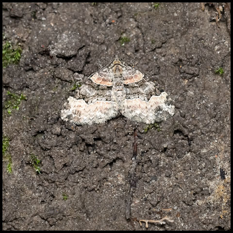 Toothed Brown Carpet