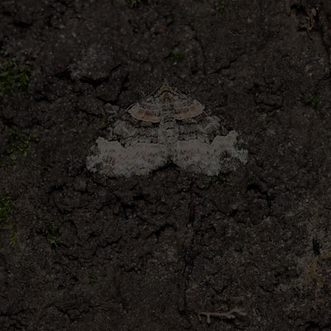 Toothed Brown Carpet