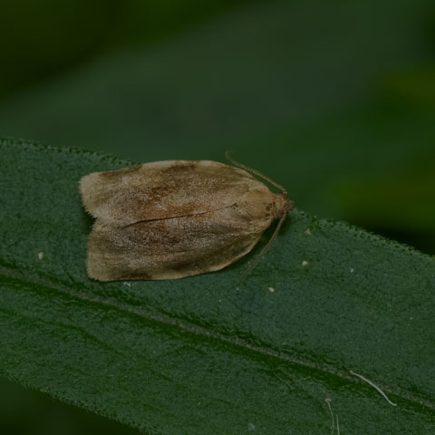 Broken-banded Leafroller Moth