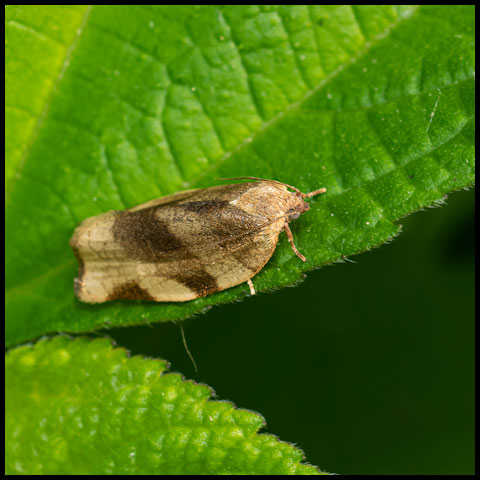 Broken-banded Leafroller Moth