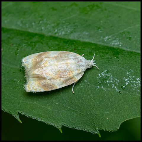 Oak Leafshredder Moth