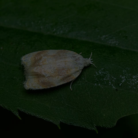 Oak Leafshredder Moth