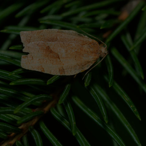 Oblique-banded Leafroller Moth