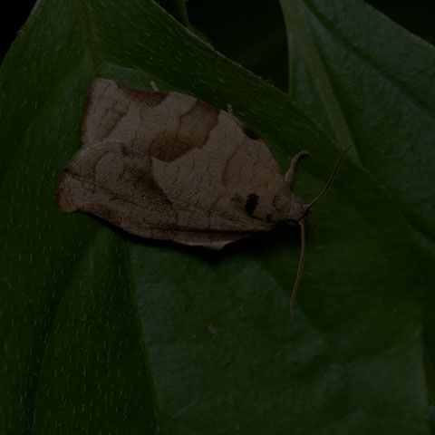 Oblique-banded Leafroller Moth
