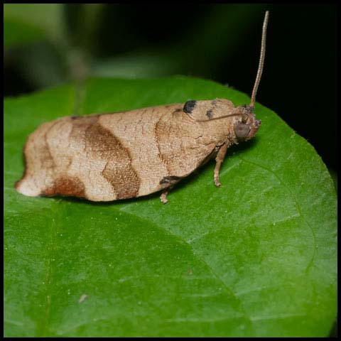Oblique-banded Leafroller Moth