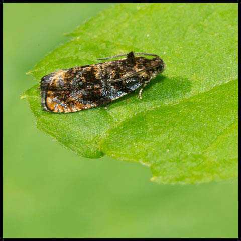 Pristerognatha agilana