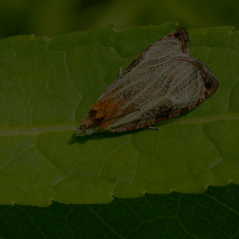 Quartered Olethreutes
