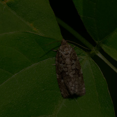 Spruce Budworm