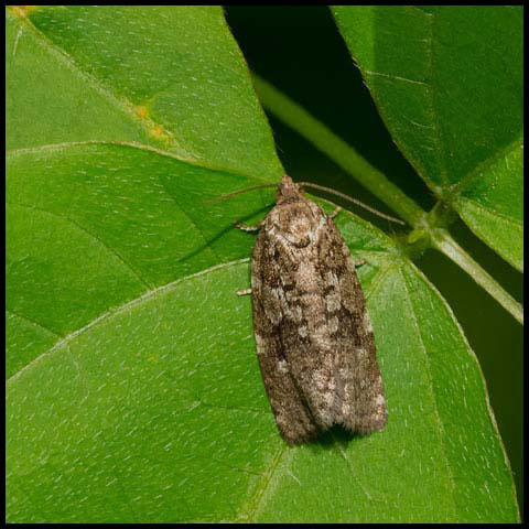 Spruce Budworm