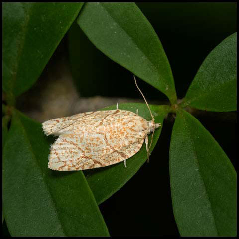 Yellow-winged Oak Leafroller Moth