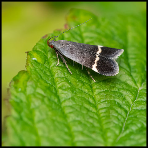 Agrimony Anacampsis Moth