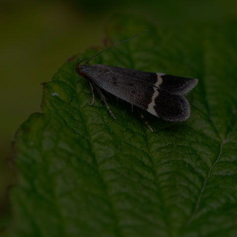 Agrimony Anacampsis Moth