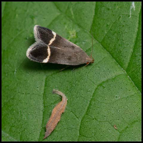 Agrimony Anacampsis Moth