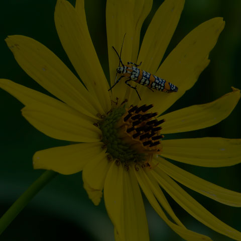 Ailanthus Webworm