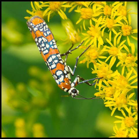 Ailanthus Webworm