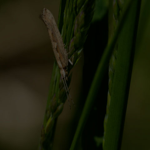 Diamondback Moth