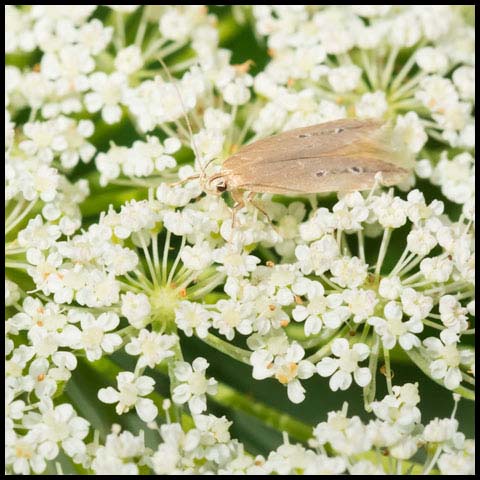 Shy Cosmet Moth