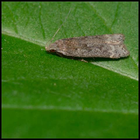 Twirler Moth