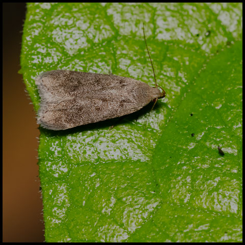 Twirler Moth