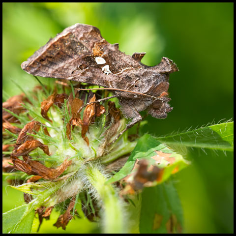 Common Looper Moth