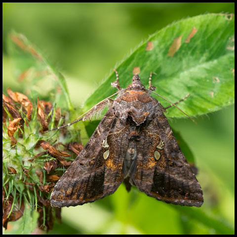 Common Looper Moth