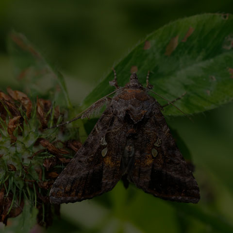 Common Looper Moth