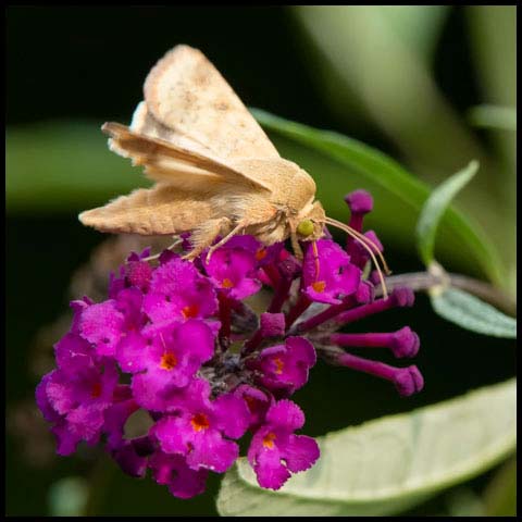 Corn Earworm Moth