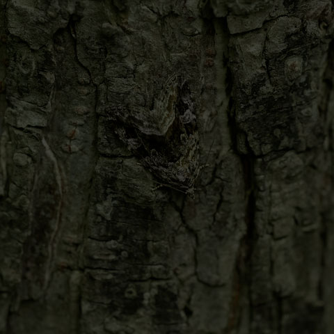 Large Mossy Glyph