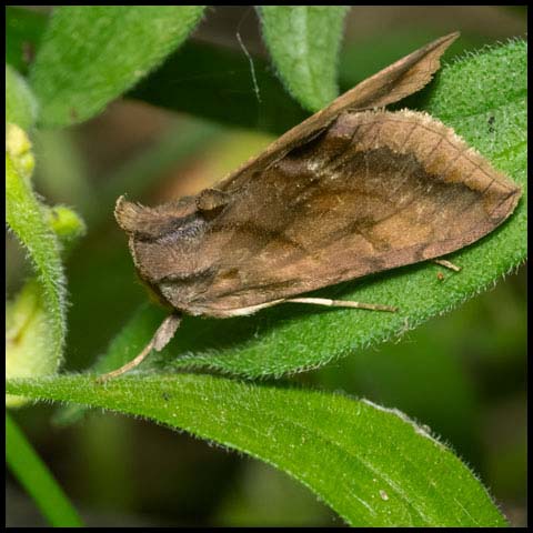 Unspotted Looper Moth