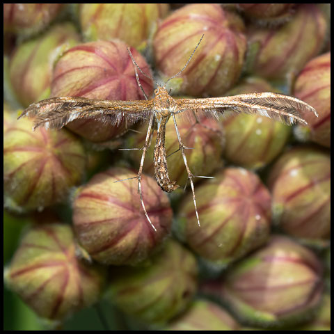 Grape Plume Moth