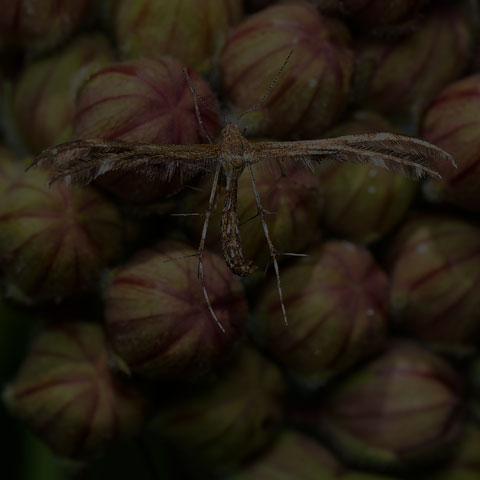 Grape Plume Moth