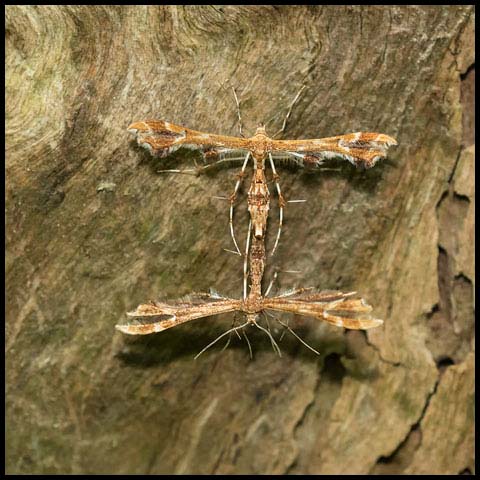 Grape Plume Moth